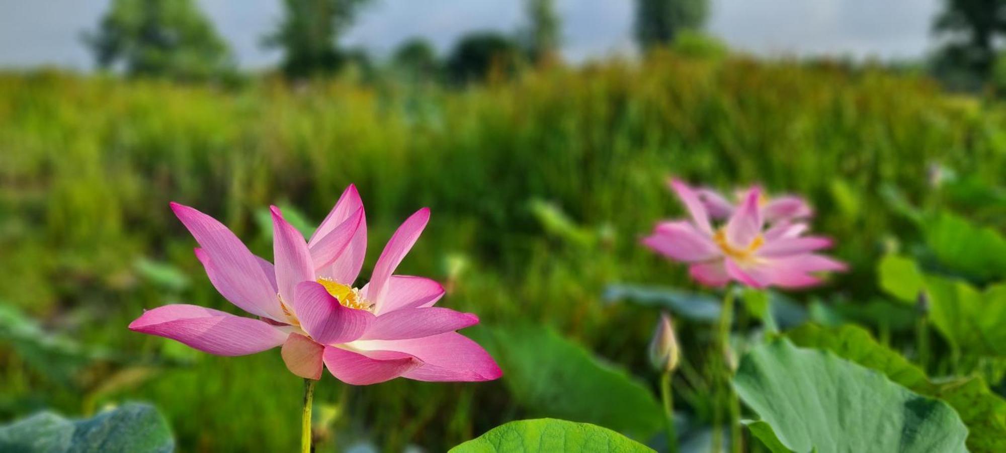 Viet Mekong Farmstay Tràm Chim Exteriér fotografie